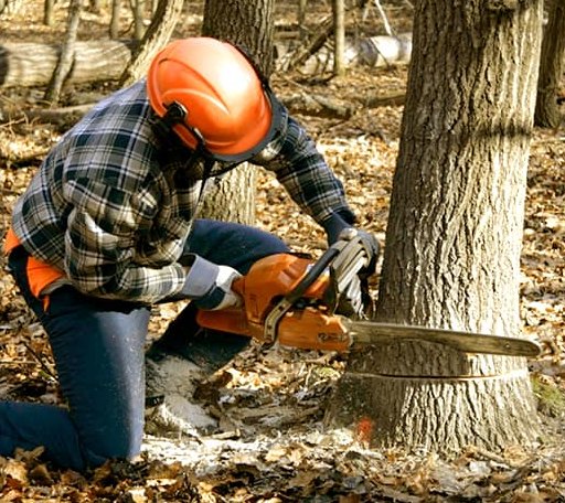 Tree Removal in Enid, MS